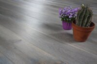 Fossil European Oak DMRO-02